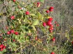 Rosa canina il frutto